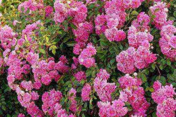 the best varieties of climbing roses