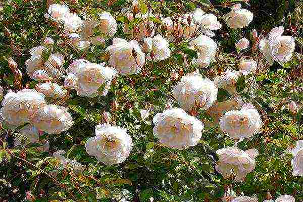 the best varieties of climbing roses