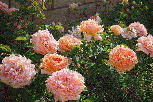 the best varieties of climbing roses