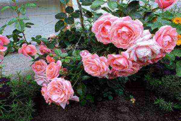 the best varieties of climbing roses