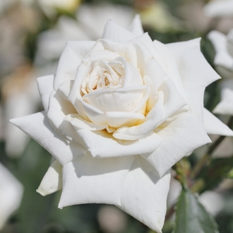 the best varieties of climbing roses