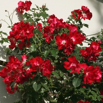 the best varieties of climbing roses