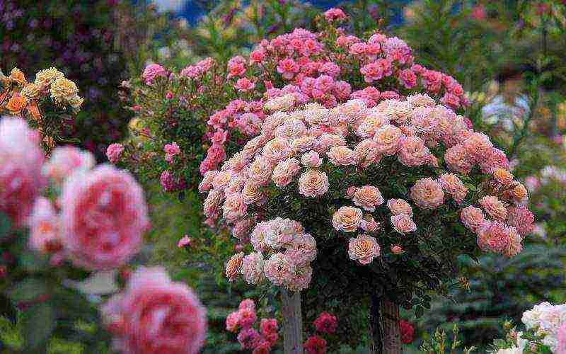 the best varieties of climbing roses