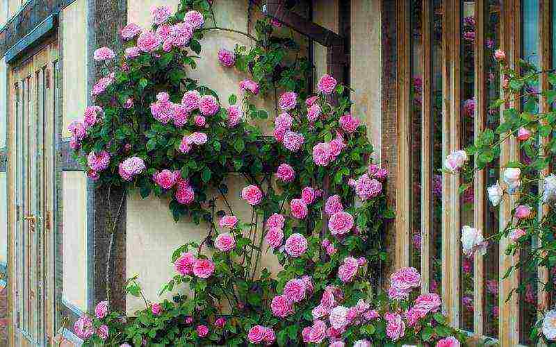 the best varieties of climbing roses