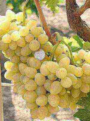 the best varieties of market grapes