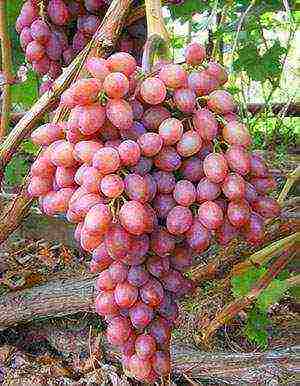 the best varieties of market grapes