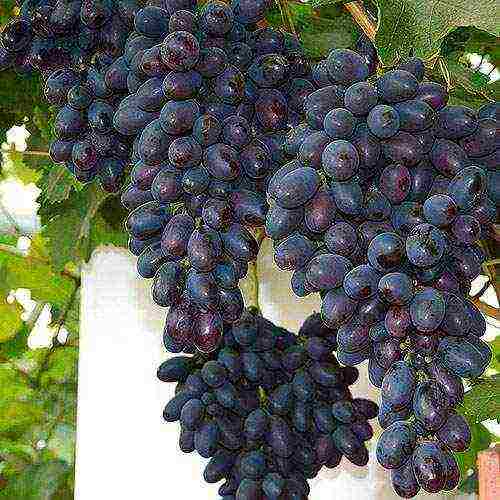 the best varieties of market grapes