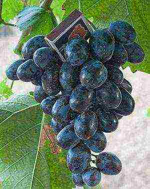 the best varieties of market grapes