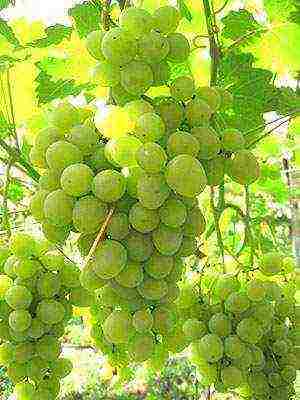 the best varieties of market grapes