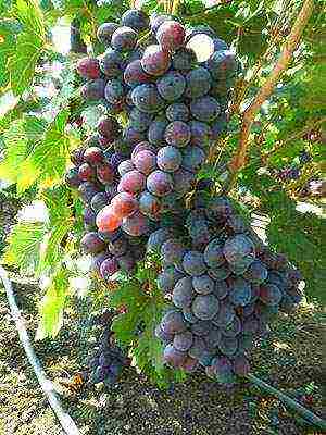 the best varieties of market grapes