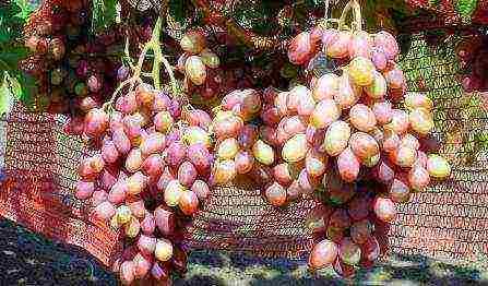 the best varieties of market grapes