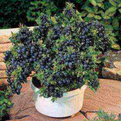 the best varieties of garden blueberries