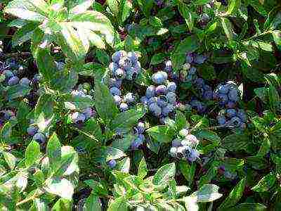 the best varieties of garden blueberries