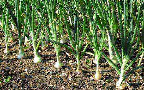 the best varieties of salad onions