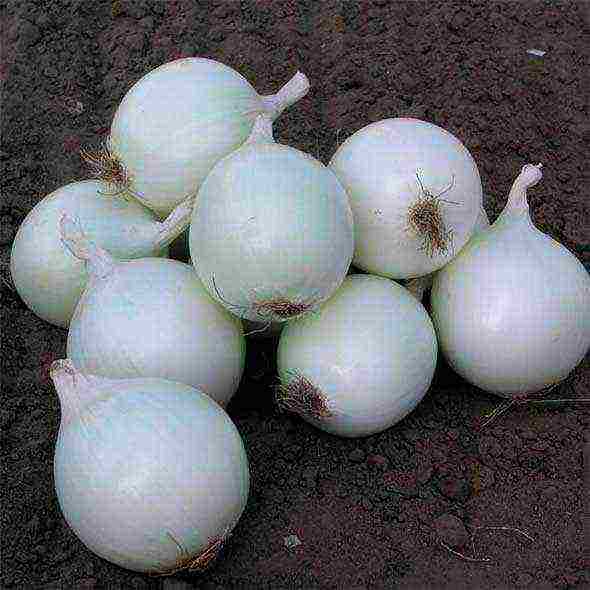 the best varieties of salad onions