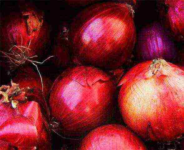 the best varieties of salad onions