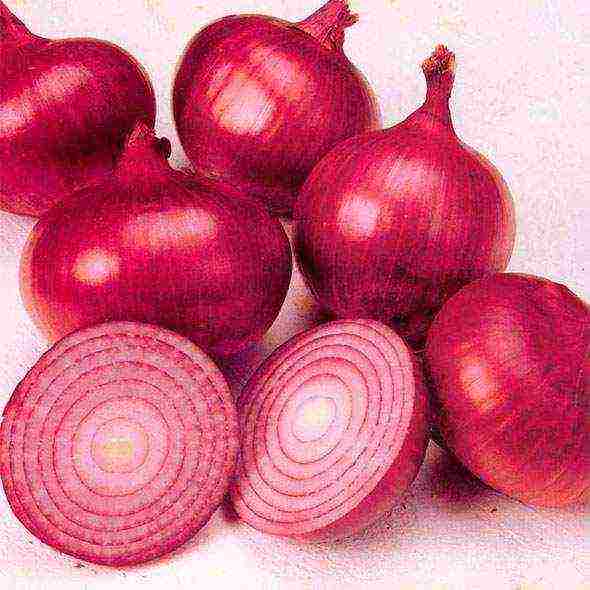 the best varieties of salad onions