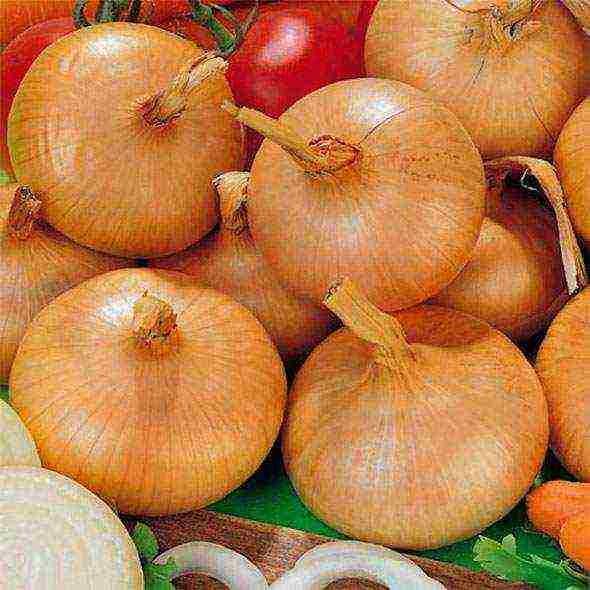 the best varieties of salad onions