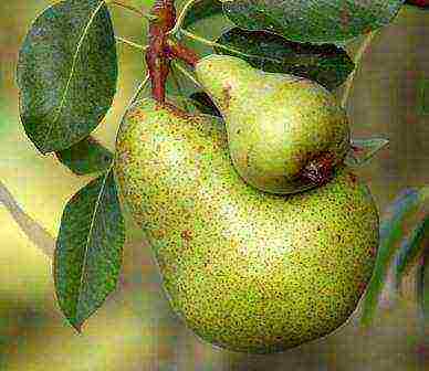 the best varieties of pear seedlings