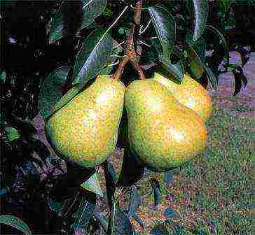 the best varieties of pear seedlings