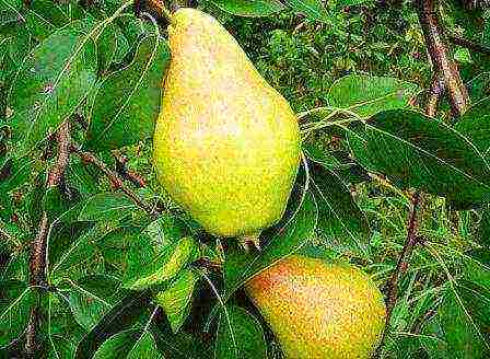 the best varieties of pear seedlings