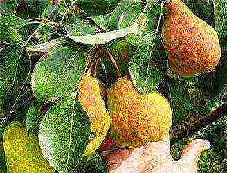 the best varieties of pear seedlings