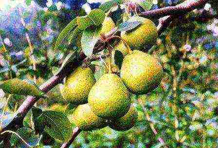 the best varieties of pear seedlings