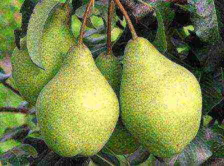 the best varieties of pear seedlings