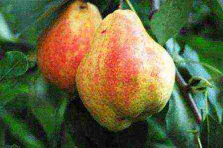 the best varieties of pear seedlings