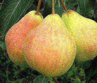 the best varieties of pear seedlings