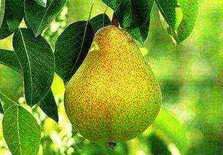 the best varieties of pear seedlings