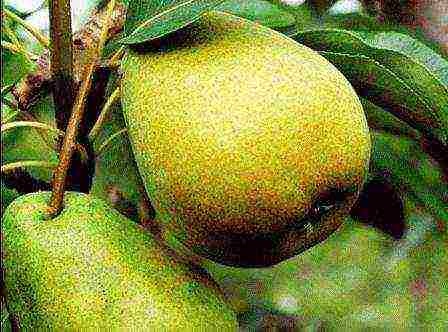 the best varieties of pear seedlings