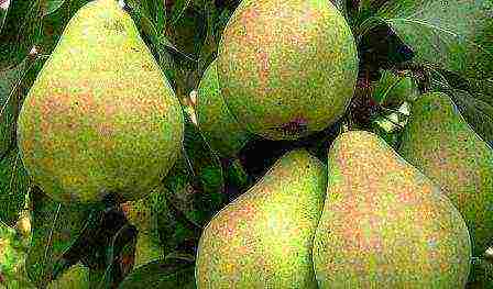 the best varieties of pear seedlings