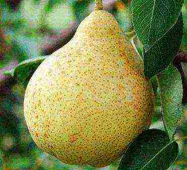 the best varieties of pear seedlings