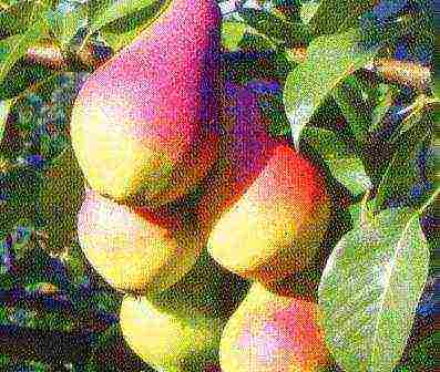 the best varieties of pear seedlings