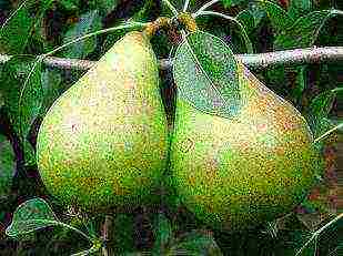 the best varieties of pear seedlings