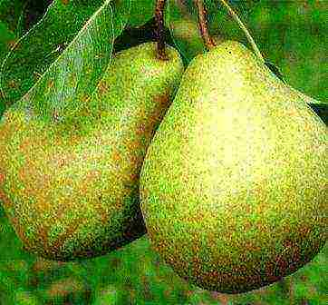 the best varieties of pear seedlings