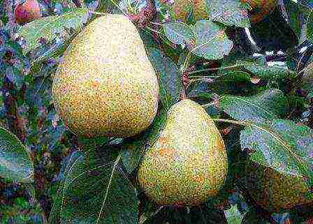 the best varieties of pear seedlings