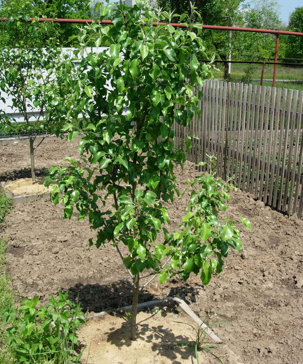 the best varieties of pear seedlings