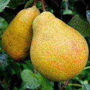 the best varieties of pear seedlings