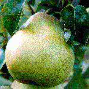 the best varieties of pear seedlings