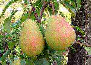 the best varieties of pear seedlings