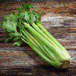 the best varieties of stalked celery