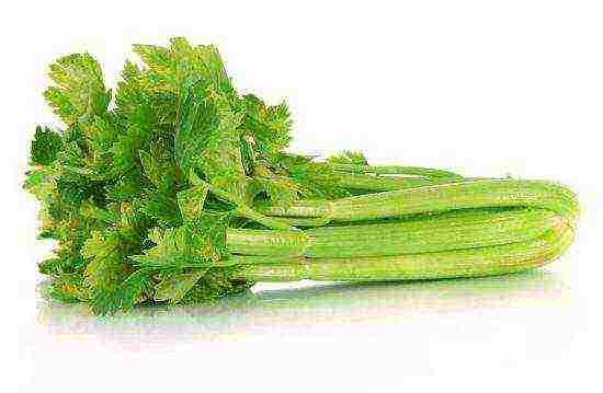 the best varieties of stalked celery