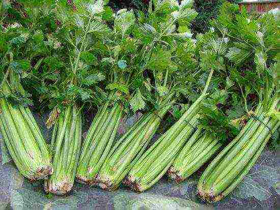 the best varieties of stalked celery