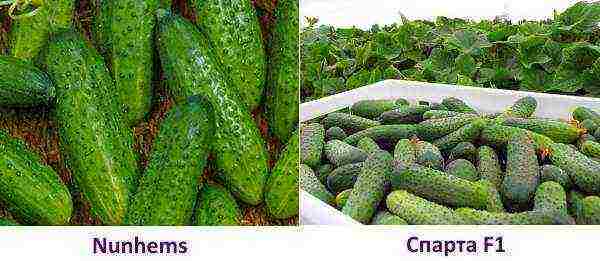 best varieties of cucumber seeds