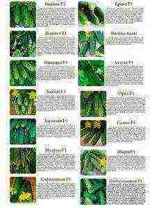 best varieties of cucumber seeds