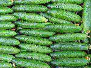 best varieties of cucumber seeds