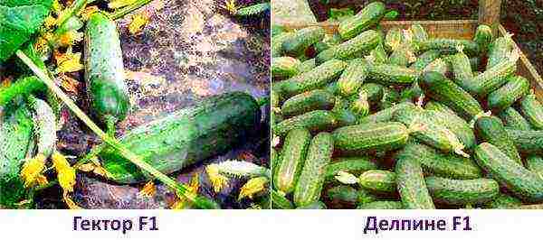 best varieties of cucumber seeds