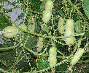 best varieties of cucumber seeds